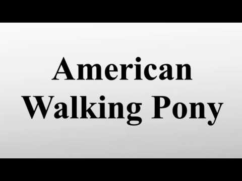 Video: American Walking Pony Pferderasse Hypoallergen, Gesundheit Und Lebensdauer