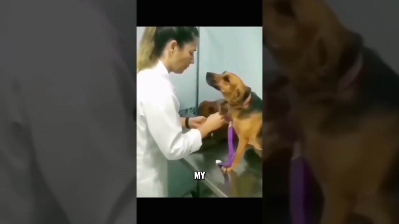 Hilarious Animals 😂🤣 