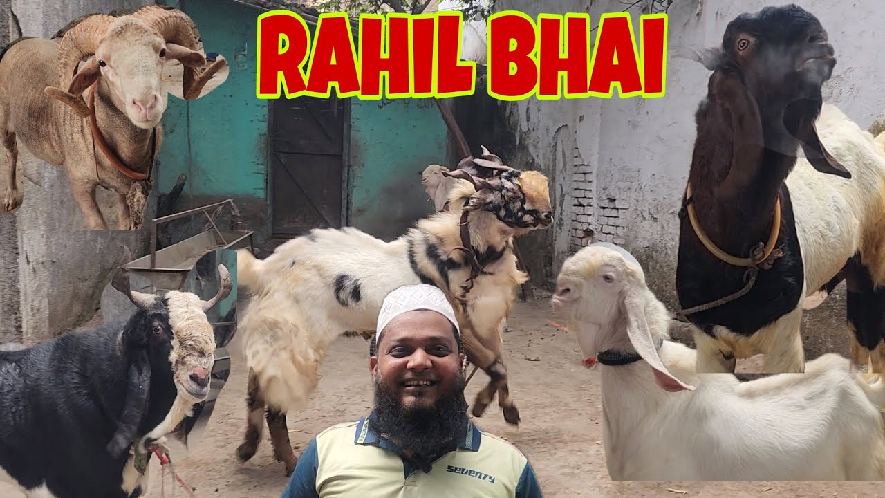 Rahil Bhai Naam Roshan Karne Wale Bakre | Biggest Showstopper Kota Andul ...