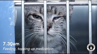 A Day In Spca Singapores Clinic