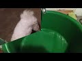 Как легко помыть  собачьи лапки