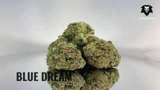 Chronic Haze - Blue Dream