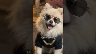 Newest rapper in the hood 😎 #dog #dogcomedy