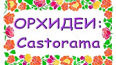 Орхидеи,узамба́рские фиалки,Самара🌺