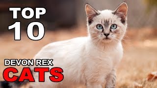TOP 10 DEVON REX CATS BREEDS by I Heart Cats 385 views 6 years ago 3 minutes, 36 seconds