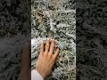 محل ريحه الكادي للزهور محل ريحه الكادي للزهور