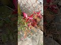 Cây bên đường /Thắm Nguyễn #mientay #shorts