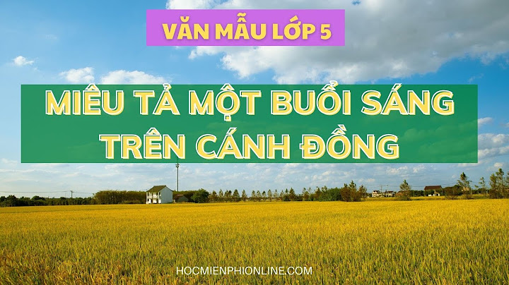 Bài văn tả cánh đồng lúa váo buổi sáng sớm