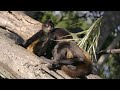 Animals of Amazon 4K - Animals That Call The Jungle Home | Amazon Rainforest |Scenic Relaxation Film