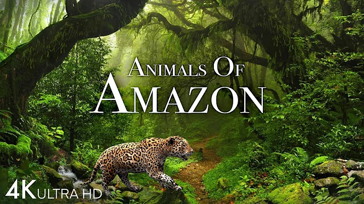 Animals of Amazon 4K - Animals That Call The Jungle Home | Amazon Rainforest |Scenic Relaxation Film - DayDayNews