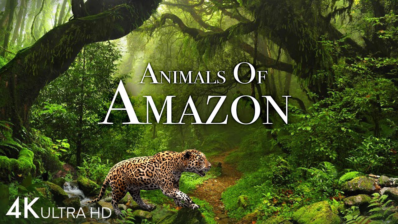 Animals of Amazon 4K - Animals That Call The Jungle Home | Amazon Rainforest |Scenic Relaxation Film