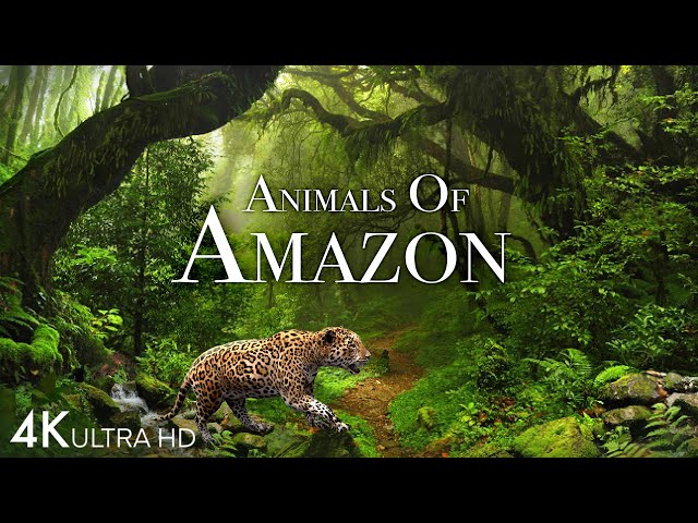 Animals of Amazon 4K - Animals That Call The Jungle Home | Amazon Rainforest |Scenic Relaxation Film class=