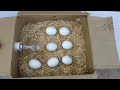 How To Make Egg Incubator at home || Cardboard Box Egg Incubator