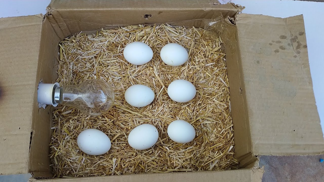 How To Make Egg Incubator at home Cardboard Box Egg Incubator YouTube