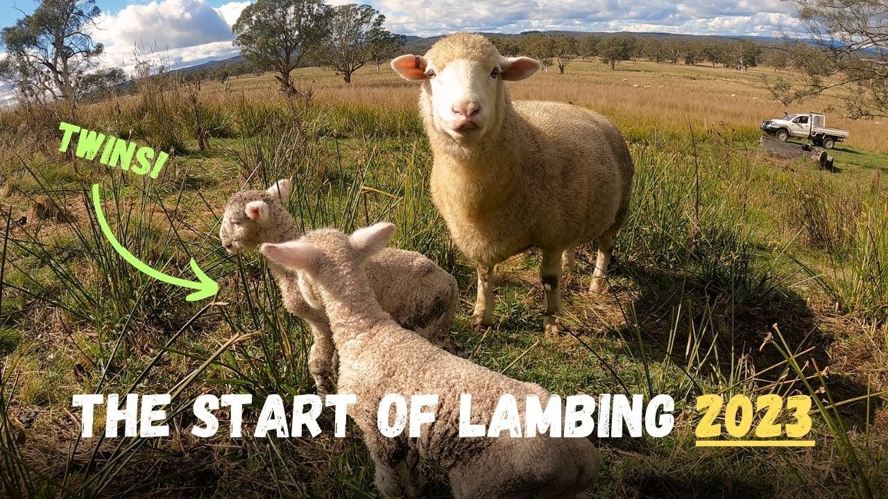 Sheep Lambing Calendar Sheep Lambing Calendar