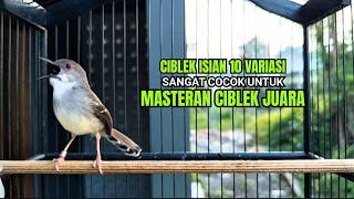 Download Lagu suara burung CIBLEK GACOR NGEBREN Pancingan Ciblek Semi bahan jadikan ciblek kristal gacor Tarung MP3