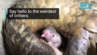 World Pangolin Day 2017(Learn all about one of the most bizarre critters on the planet in this short video clip., 2017-02-18T06:02:37.000Z)