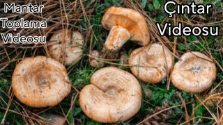 Kanlıca Mantarı Toplama Zamanı Çıntar Nerede Bulunur?Çam Melkisi Toplamaya Gittim.espit Mantarı