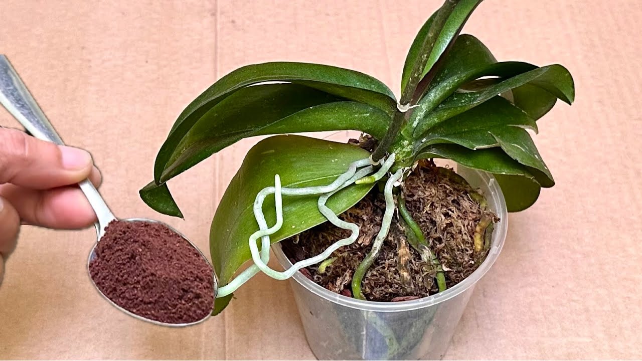 Достаточно совсем немного посыпать! Даже самые слабые орхидеи мгновенно восстановятся.