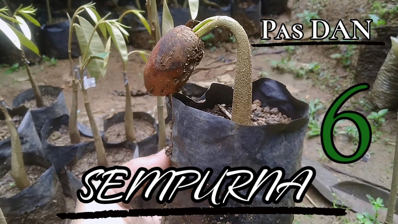 Cara Paling benar keberhasilan dalam penyambungan Durian