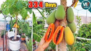 Easy Grow Papaya In Container From Seeds To Harvest Part2