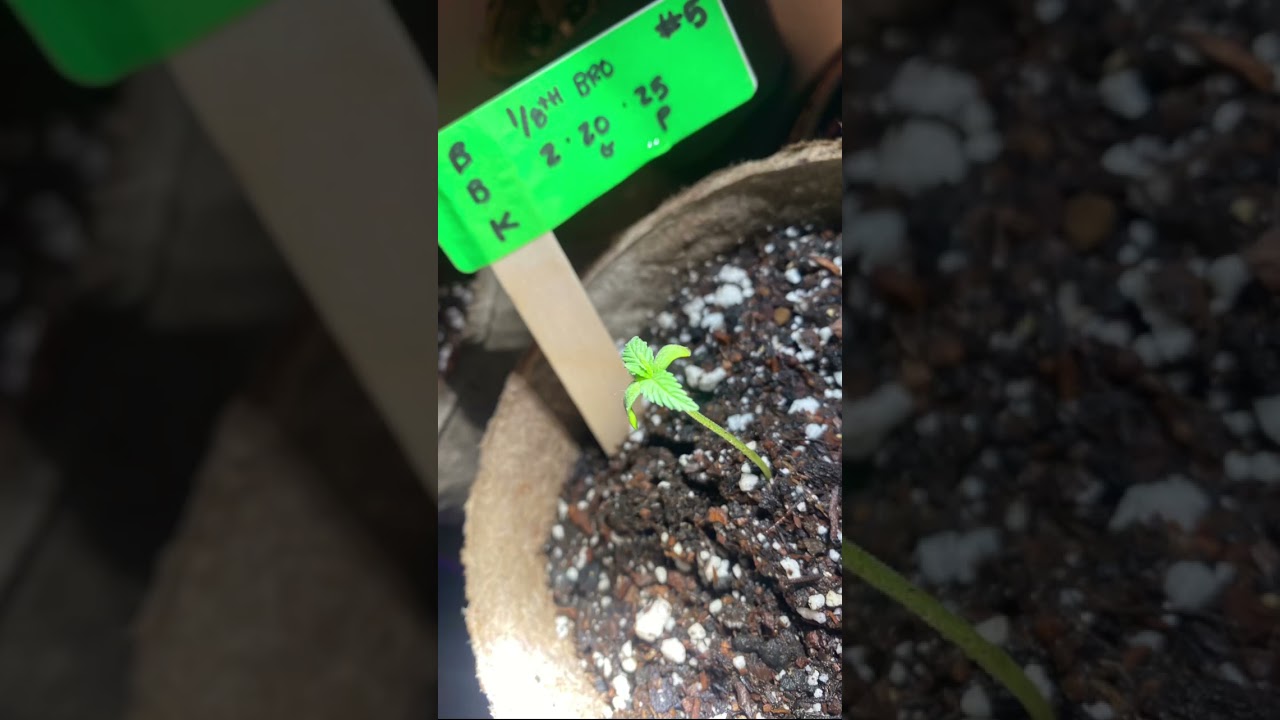 Week old BBK seedlings. Super slow growth but still going strong. If you’re not first you’re last.