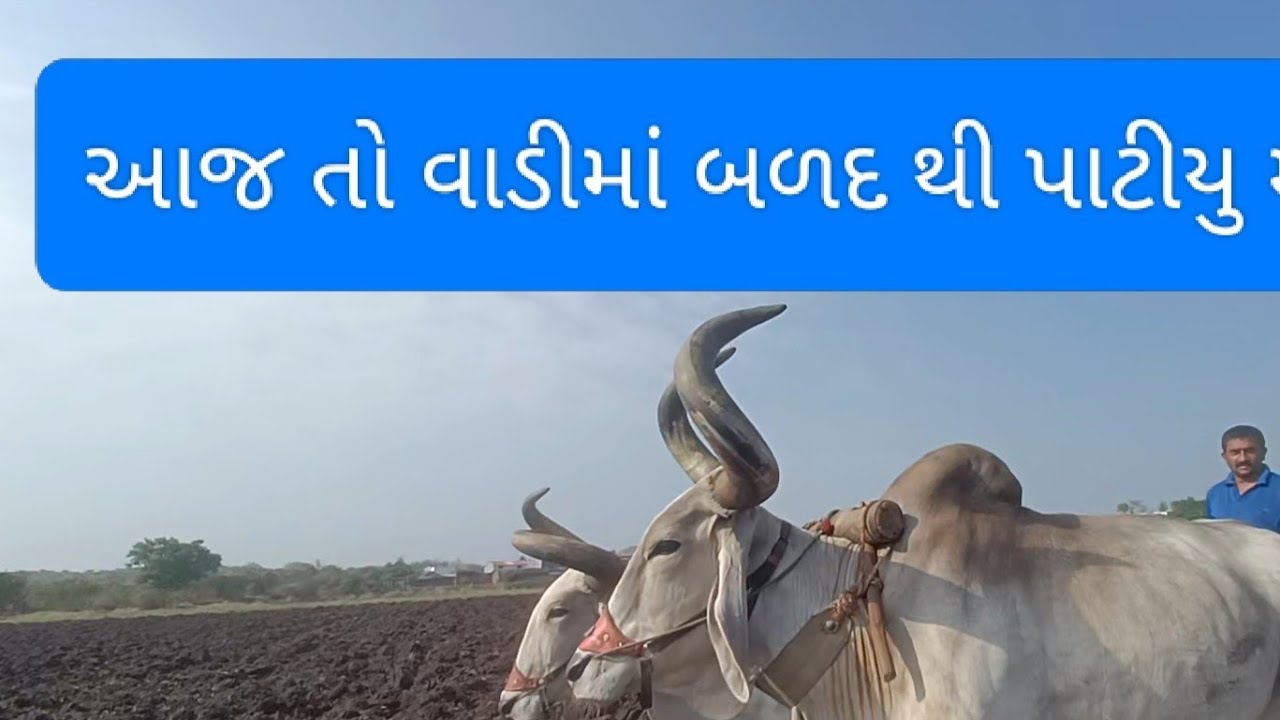 વાવણીની તૈયારી બળદ થી પાટ મારવાનો સે#vairalvideo #trending #farming