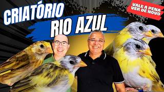 CANÁRIOS DA TERRA ARLEQUINS RARIDADES NO BRASIL!!!