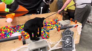 Spooky Agility Course 'Xoan' 8 Mo Amazing Giant Schnauzer Home Raised Personal Family Protection Dog
