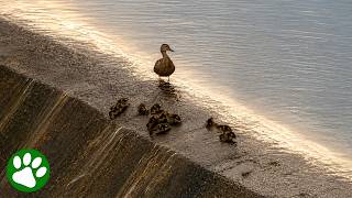 The cutest little waterpark visitors you'll see all day! 🦆🎢