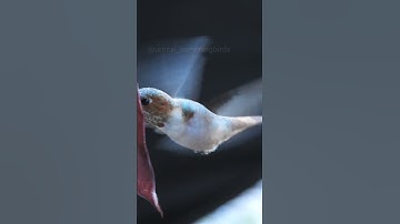 Subscribe for daily hummingbird videos #hummingbird #nature