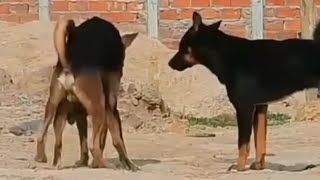 dog meeting video in village for the summer season।। rural dogs first time speed