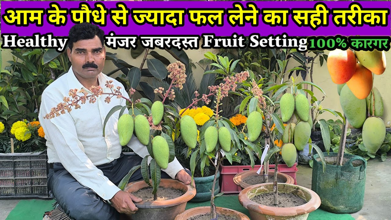 फरवरी में आम के पौधे पर करें ये काम टहनियाँ फलों से लद जायेगा | Mango Plant Care