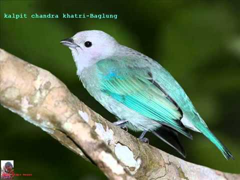 New nepali folk song 2011 Resunga ma Hawa sarara  muna thapa magar  sontosh kc   YouTube