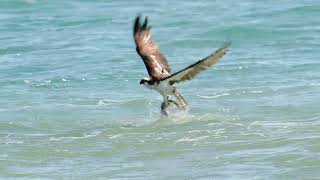 Hunting Ospreys at Sebastian Inlet Florida