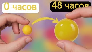 Что произойдет с орбизами если оставить их в воде на 48 часов???