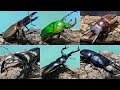 【甲虫バトル】第一回 ライト級トーナメント【カブクワバトル】