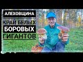 АЛЕХОВЩИНА. КРАЙ БЕЛЫХ, БОРОВЫХ ГИГАНТОВ,КРЕПКИХ КАК БУЛЫЖНИК.