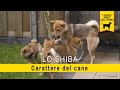 LO SHIBA -  Il carattere del cane