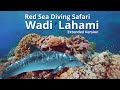 Egypts hidden gem the amazing deep south from wadi lahami red sea diving safari