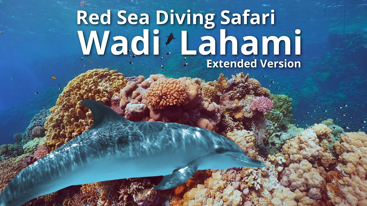 Egypts Hidden Gem The Amazing Deep South from Wadi Lahami Red Sea Diving Safari