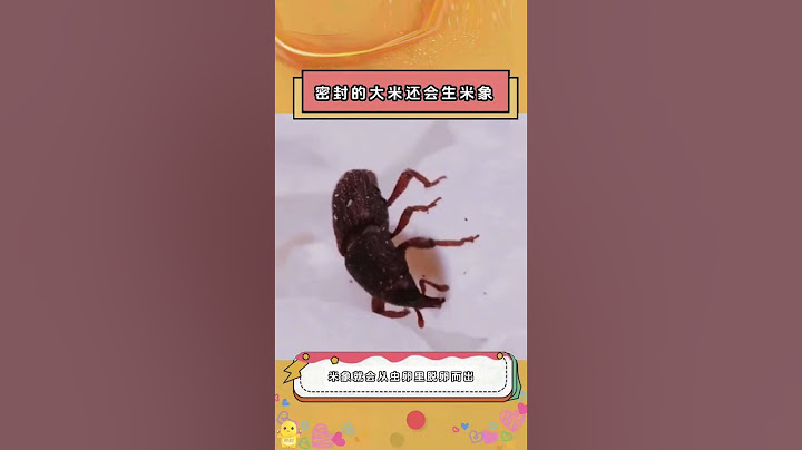 原来这些小虫子是从大米里来的#米象 #大米