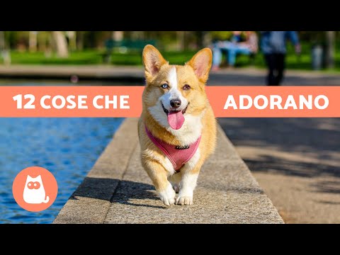 Video: L'odore della felicità: perché i cani amano le cose che puzzano