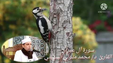 من سورة آل عمران في شعائر صلاة الجمعة 21/5/2021 بمسجد الروضة الشريفة بشما للشيخ محمد متولي السهيتي