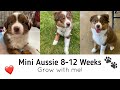 Meet Helix! | Mini Aussie Puppy
