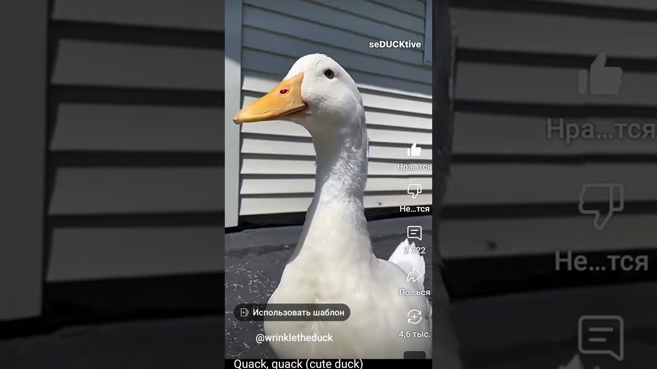#duck