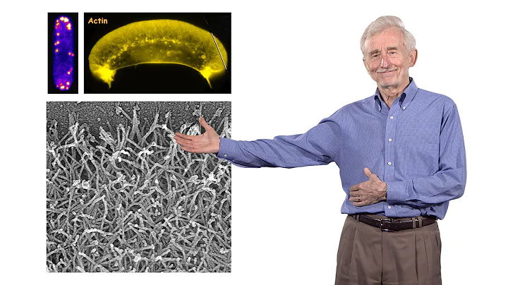 Thomas Pollard (Yale University) 2: Mechanism of c...