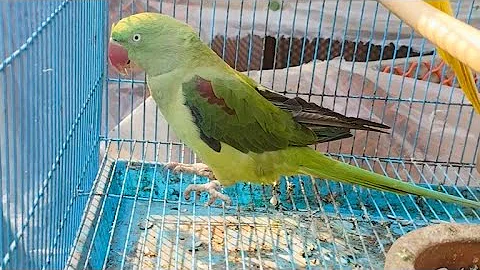Mithu Talking Parrot Cute 🦜❤️ Talking Parrot Interacts Adorably With Owner