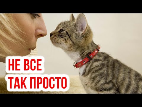 Видео: Что думают кошки о наших поцелуях