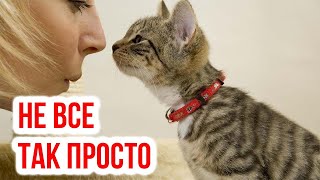 Что думают кошки о наших поцелуях